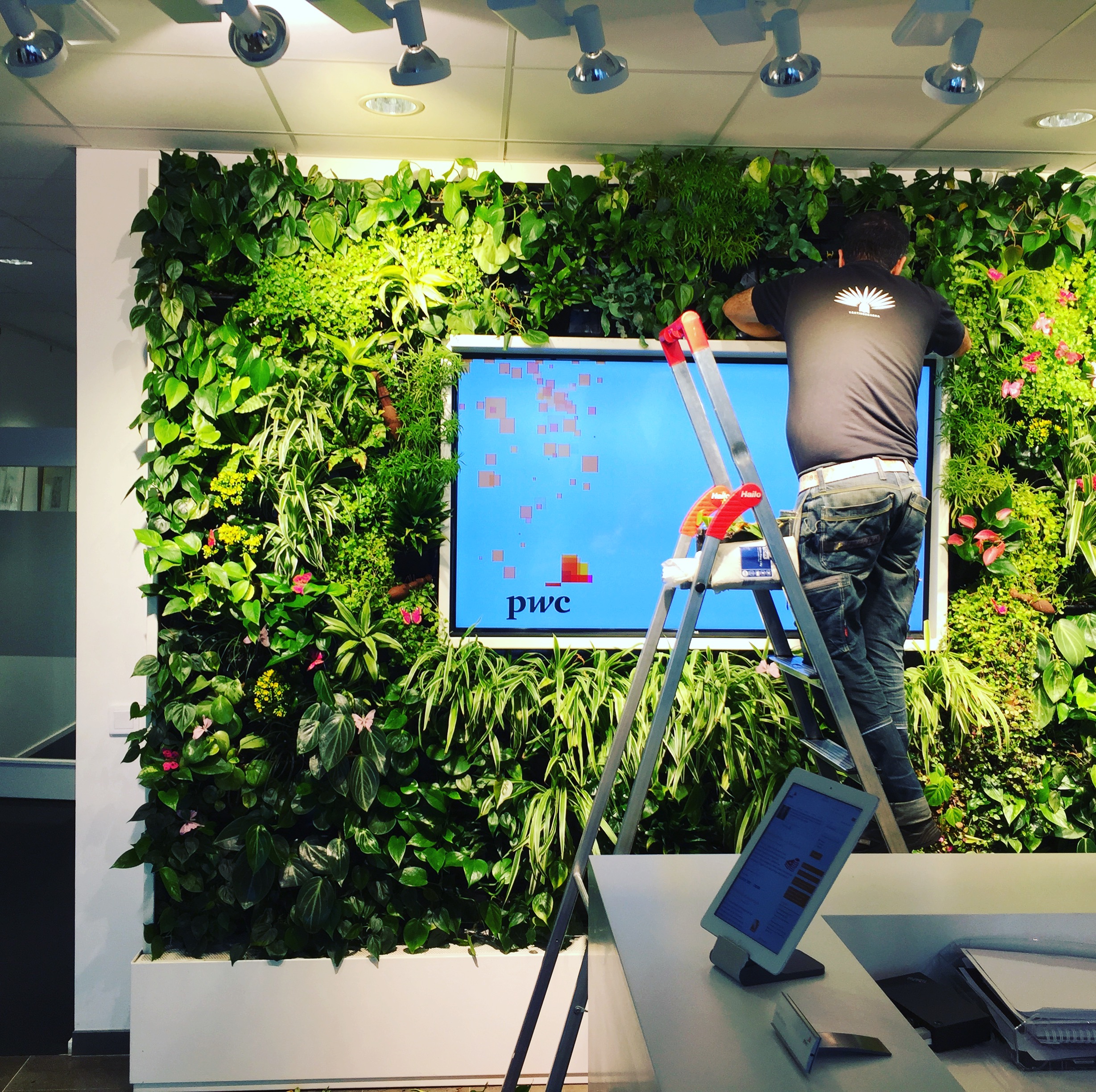 växtservice - växtinredarna hyr ut växter er arbetsplats -Se webbutik