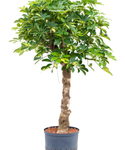 Schefflera arboricola 'Gold Capella'