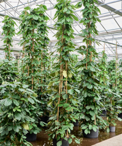 Tetrastigma voinierianum