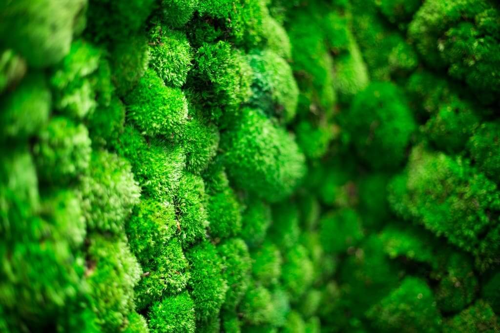 växtinredarna greenstling med mossaVäxtinredarna kontorstväxter företagsväxter med skötsel butik online